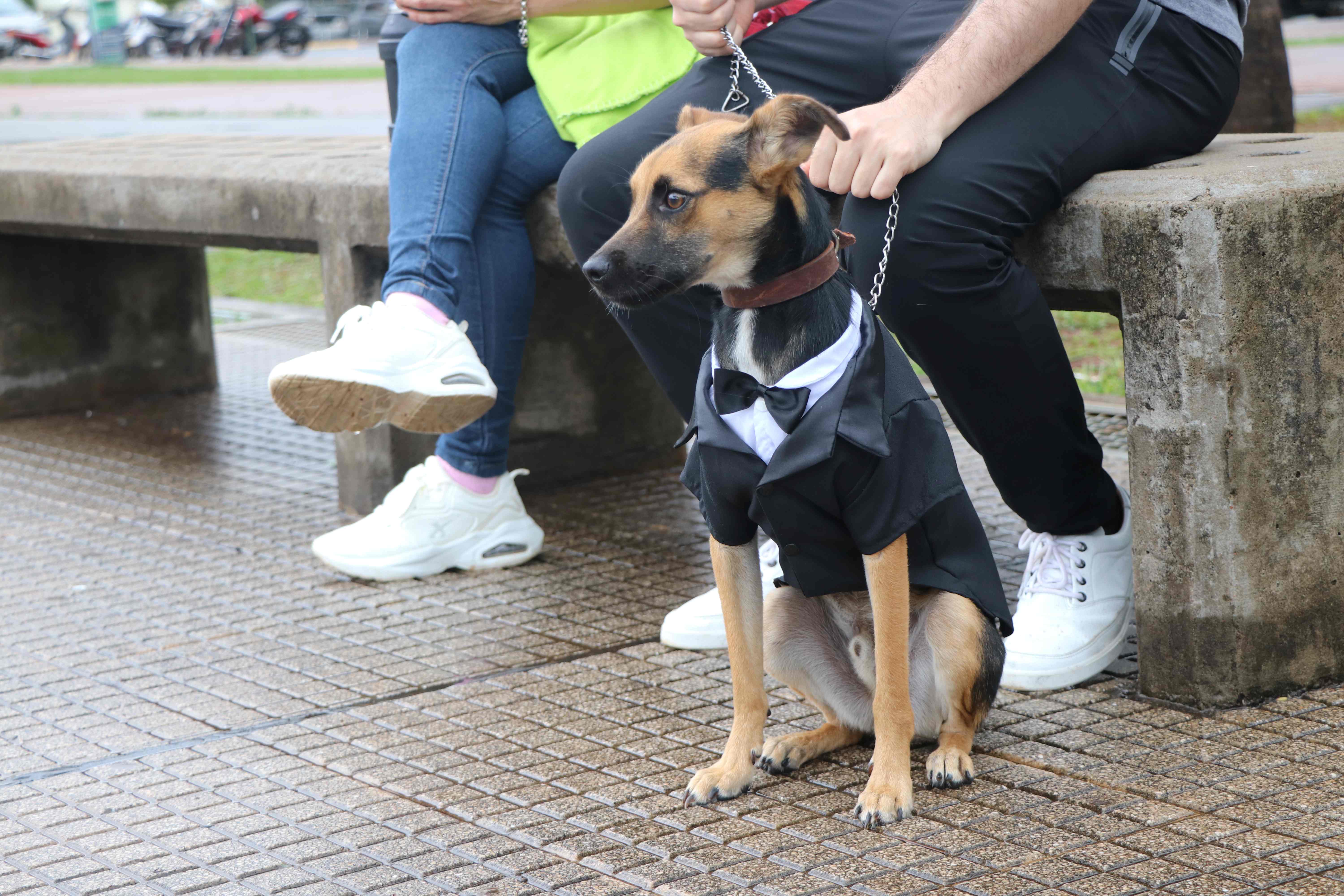 <p>Coloridas mascotas dijeron presente en la segunda edición de “Huellas con flow”</p>